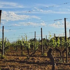 Il mare in terra, ovvero il super Vermentino di Cenaia