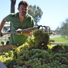 Tempo di vendemmia a Torre a Cenaia