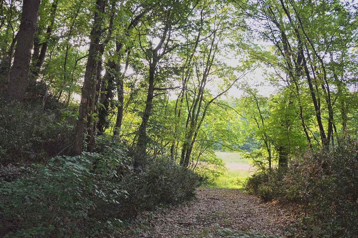 Bosco Torre a Cenaia