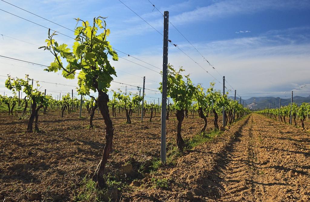 Vigna Torre a Cenaia