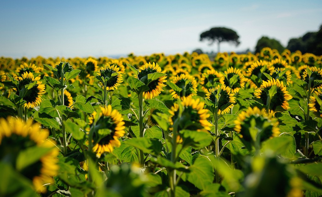 Come girano i girasoli