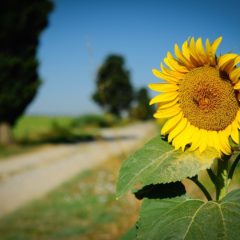 Come gira il girasole?