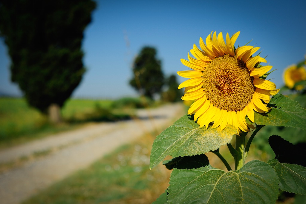 Girasoli Toscana