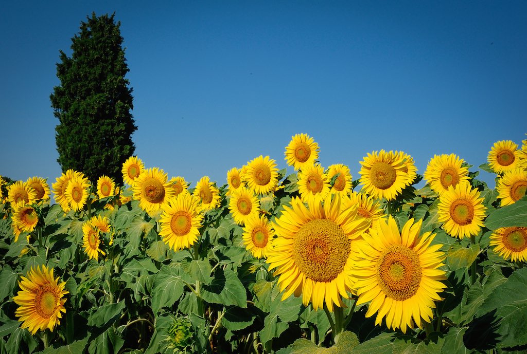 Girasoli e cipressi