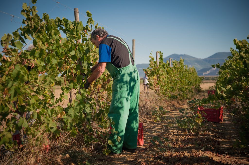 Al via la vendemmia