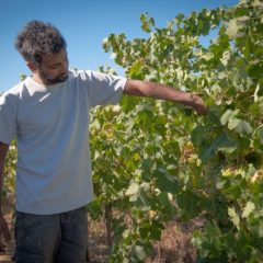 The sea in the soil, that’s  the super Vermentino Cenaia