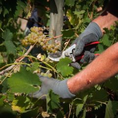 Al via la vendemmia 2016