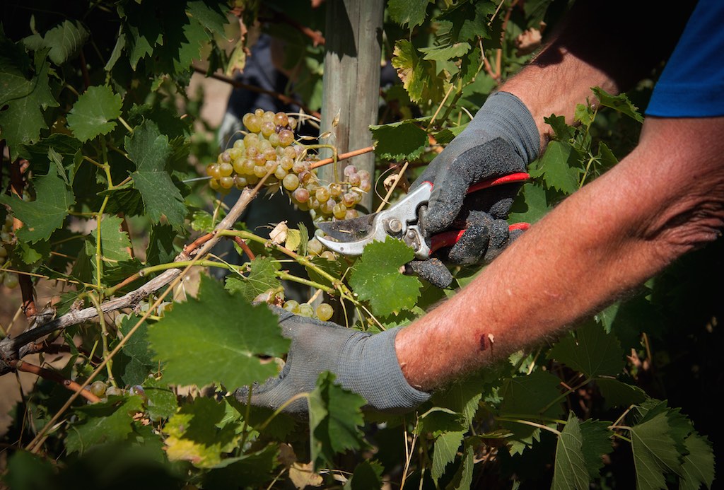 Vendemmia a mano