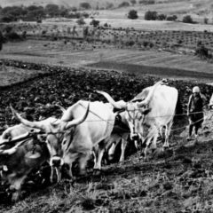 Come eravamo, sabato 24 settembre Edi Milianti presenta “I racconti della Cenaja”