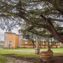 Giornata Nazionale degli Alberi, vi raccontiamo un nostro albero