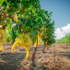 Vino biologico, che cos’è e cosa significa